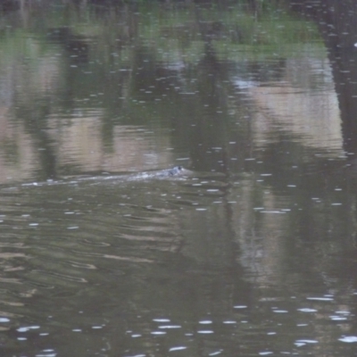 Hydromys chrysogaster (Rakali or Water Rat) at Undefined - 23 Jul 2021 by Waterwatch