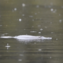 Ornithorhynchus anatinus (Platypus) at Paddys River, ACT - 23 Jul 2021 by Waterwatch