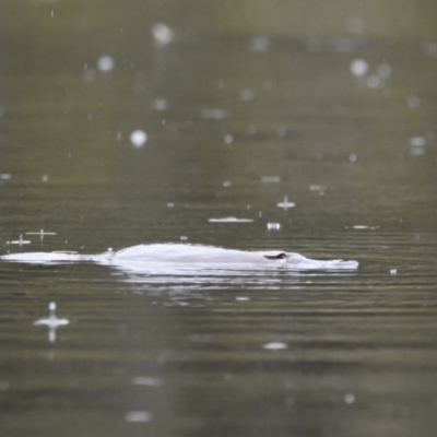 Ornithorhynchus anatinus (Platypus) at Tidbinbilla Nature Reserve - 23 Jul 2021 by Waterwatch