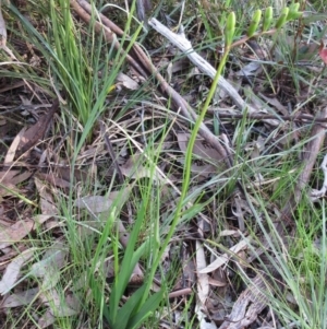 Freesia leichtlinii subsp. leichtlinii x Freesia leichtlinii subsp. alba at Hawker, ACT - 20 Sep 2022