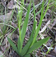 Freesia leichtlinii subsp. leichtlinii x Freesia leichtlinii subsp. alba at Hawker, ACT - 20 Sep 2022