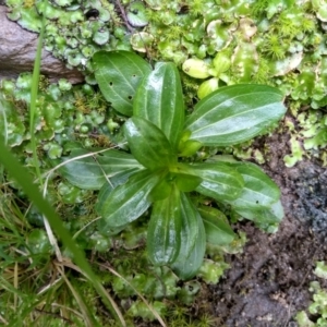 Centaurium sp. at Cooma, NSW - 21 Sep 2022