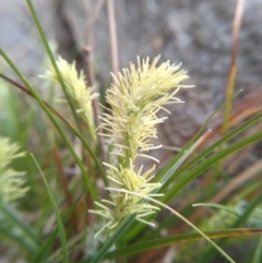 Carex breviculmis (Short-Stem Sedge) at Cooma North Ridge Reserve - 21 Sep 2022 by mahargiani