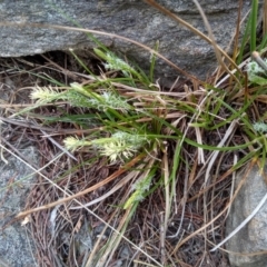 Carex breviculmis at Cooma, NSW - 21 Sep 2022