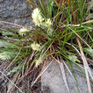 Carex breviculmis at Cooma, NSW - 21 Sep 2022