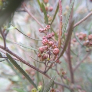Dodonaea viscosa at Cooma, NSW - 21 Sep 2022