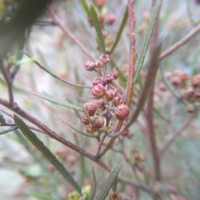 Dodonaea viscosa (Hop Bush) at Cooma North Ridge Reserve - 21 Sep 2022 by mahargiani