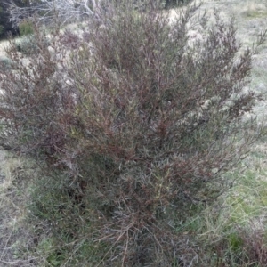Dodonaea viscosa at Cooma, NSW - 21 Sep 2022
