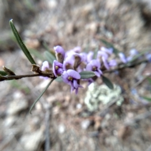 Hovea heterophylla at Cooma, NSW - 21 Sep 2022