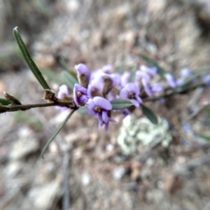 Hovea heterophylla at Cooma, NSW - 21 Sep 2022 03:19 PM