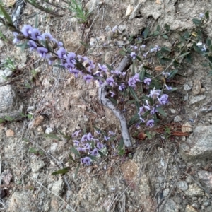 Hovea heterophylla at Cooma, NSW - 21 Sep 2022 03:19 PM