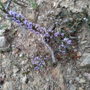 Hovea heterophylla at Cooma, NSW - 21 Sep 2022