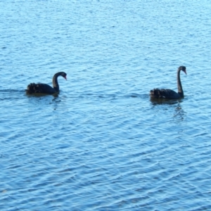 Cygnus atratus at Margate, TAS - suppressed