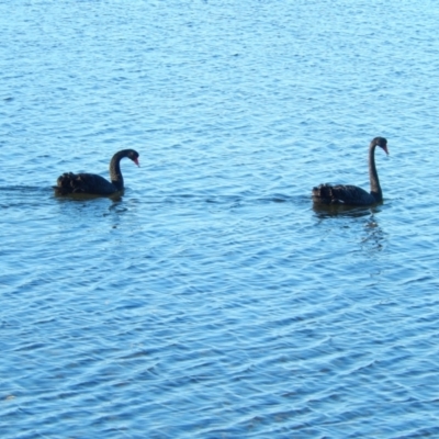 Cygnus atratus (Black Swan) at Margate, TAS - 15 Jun 2019 by Amata