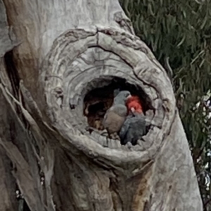 Callocephalon fimbriatum at Weetangera, ACT - suppressed