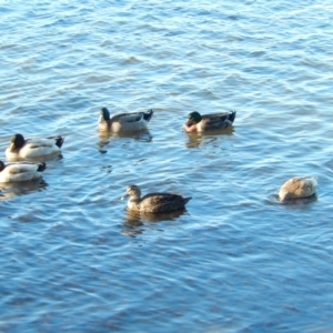 Anas platyrhynchos at Margate, TAS - 15 Jun 2019