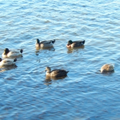 Anas platyrhynchos (Mallard (Domestic Type)) at Margate, TAS - 15 Jun 2019 by Amata