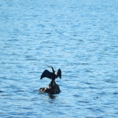 Microcarbo melanoleucos (Little Pied Cormorant) at Margate, TAS - 14 Jun 2019 by Birdy