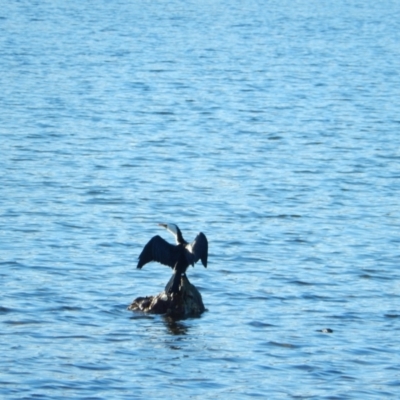 Microcarbo melanoleucos (Little Pied Cormorant) at Margate, TAS - 14 Jun 2019 by Birdy