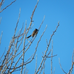 Rhipidura albiscapa at Margate, TAS - 21 Jun 2019