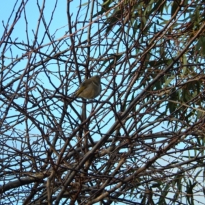 Phylidonyris pyrrhopterus at Margate, TAS - suppressed