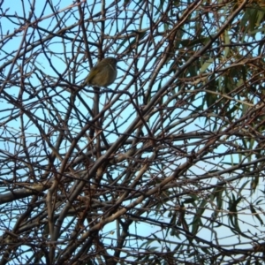 Phylidonyris pyrrhopterus at Margate, TAS - suppressed