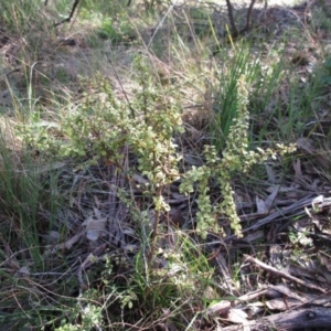 Bursaria spinosa at Hawker, ACT - 20 Sep 2022