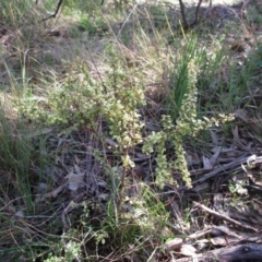 Bursaria spinosa (Native Blackthorn, Sweet Bursaria) at Hawker, ACT - 19 Sep 2022 by sangio7