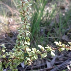 Bursaria spinosa at Hawker, ACT - 20 Sep 2022