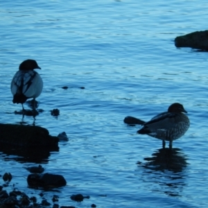 Chenonetta jubata at Margate, TAS - suppressed