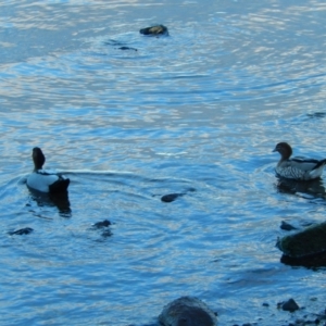 Chenonetta jubata at Margate, TAS - suppressed