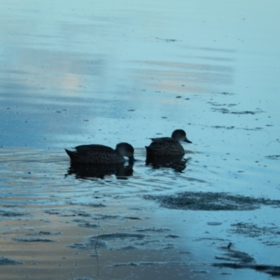 Anas gracilis (Grey Teal) at Margate, TAS - 22 Jun 2019 by Amata