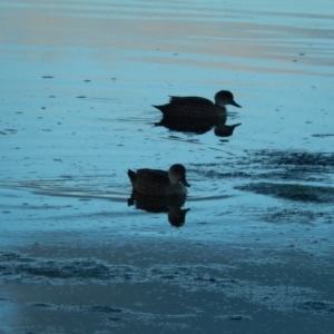 Anas gracilis at Margate, TAS - 22 Jun 2019