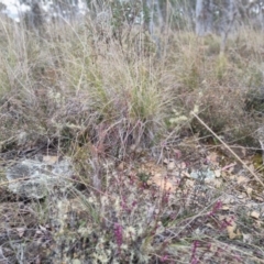 Tetratheca (genus) at Bungendore, NSW - 18 Sep 2022 by clarehoneydove
