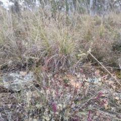 Tetratheca sp. at Bungendore, NSW - 18 Sep 2022 by clarehoneydove