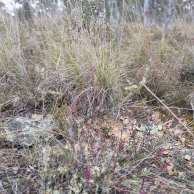 Tetratheca (genus) at Bungendore, NSW - 18 Sep 2022 by clarehoneydove