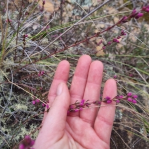 Tetratheca sp. at Bungendore, NSW - 18 Sep 2022