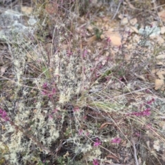 Tetratheca sp. at Bungendore, NSW - 18 Sep 2022