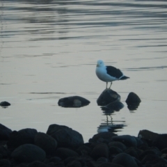 Larus dominicanus (Kelp Gull) at Margate, TAS - 6 Jul 2019 by Daniel Montes