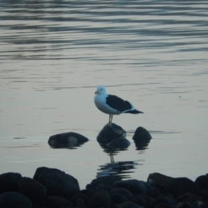 Larus dominicanus at Margate, TAS - 6 Jul 2019