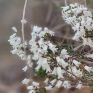 Cryptandra amara at Bungendore, NSW - 18 Sep 2022