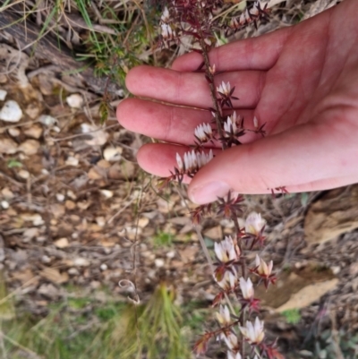 Styphelia fletcheri subsp. brevisepala (Twin Flower Beard-Heath) at Bungendore, NSW - 18 Sep 2022 by clarehoneydove