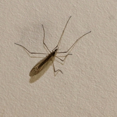 Unidentified Crane fly, midge, mosquito or gnat (several families) at Wodonga, VIC - 22 Sep 2022 by KylieWaldon