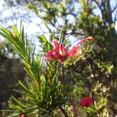Grevillea rosmarinifolia subsp. rosmarinifolia (Rosemary Grevillea) at Hawker, ACT - 19 Sep 2022 by sangio7
