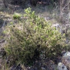 Grevillea rosmarinifolia subsp. rosmarinifolia at Hawker, ACT - 20 Sep 2022 09:41 AM