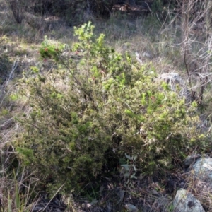 Grevillea rosmarinifolia subsp. rosmarinifolia at Hawker, ACT - 20 Sep 2022