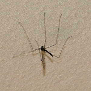 Tipuloidea sp. (superfamily) at Wodonga, VIC - 22 Sep 2022 11:53 AM