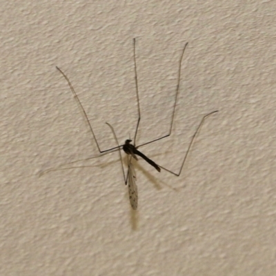 Unidentified Crane fly, midge, mosquito or gnat (several families) at Wodonga, VIC - 22 Sep 2022 by KylieWaldon