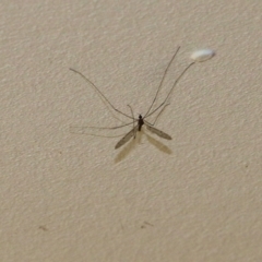 Tipuloidea sp. (superfamily) at Wodonga, VIC - 22 Sep 2022 11:53 AM