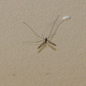 Tipuloidea sp. (superfamily) at Wodonga, VIC - 22 Sep 2022 11:53 AM